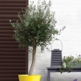 SANDTEX 10 YEAR MULTI SURFACE GLOSS CHESNUT BROWN 750ML